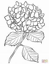 Hydrangea Coloring Pages Drawing Flowers Line Drawings Outline Para Flower Easy Hortensias Dibujos Printable Getdrawings Imprimir sketch template