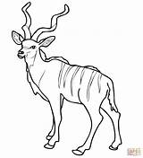 Kudu Coloring Antelope Pages African Impala Woodland Color Printable Drawing Supercoloring Greater sketch template