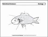 Fish Coloring Label Parts Pages Diagram Body Zoology Sheet Worksheets Anatomy Search Kids Use Again Bar Case Looking Don Print sketch template
