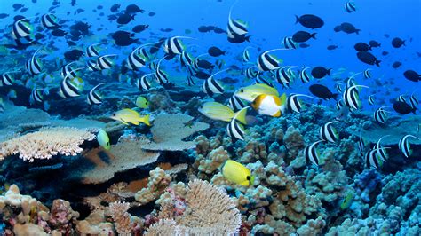 coral reef ecosystems national oceanic  atmospheric administration