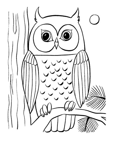 owls animal coloring pages pictures