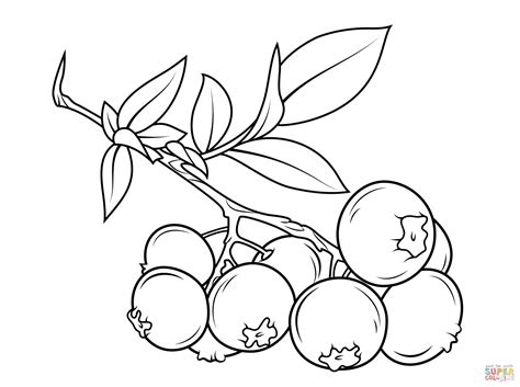 blueberry branch coloring page  printable coloring pages