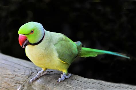 colorful parrot  pexels  stock