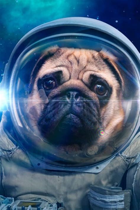 space dog  space suit pug    images pugs cute funny