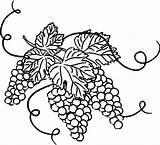 Coloring Vine Grapes Grape Leaves Pages Drawing Leaf Color Getcolorings Getdrawings sketch template