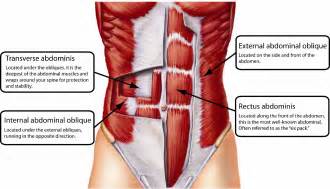 transverse abdominis   abdominal muscles