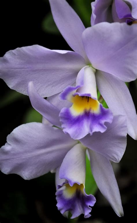16 Best Cattleya Orchid Images On Pinterest Cattleya