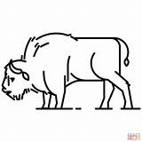 Bison Coloring Pages American European Drawing Tasmanian Tiger Printable Realistic Kids Clipart Dot Supercoloring Categories sketch template