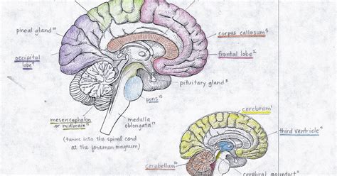 human anatomy test  colored labeled brain diagram