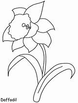 Daffodil Printable Clip Clipart Cliparts Coloring Pages Daffodils Library Flower sketch template