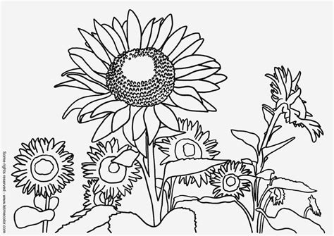 coloring page sunflowers img