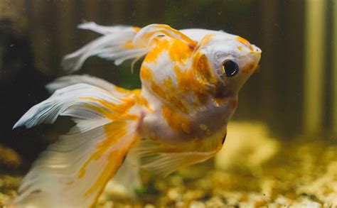 ammonia fish burns prevention symptoms  treatment