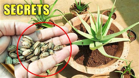 Aloe Vera Plants Secrets Care Tips Do’s And Don’ts