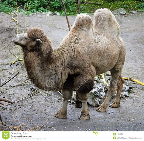 camello bactriano  foto de archivo imagen de escupida