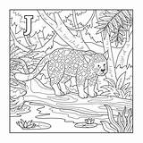 Jaguar Coloring Illustration Letter Book Vector Stock Colorless Animals Depositphotos Zoo Alphabet English Card Kids Preview sketch template