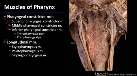 larynx  pharynx pharyngeal muscles youtube