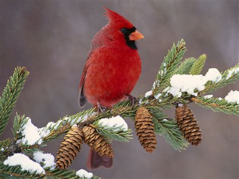follow  piper cardinals