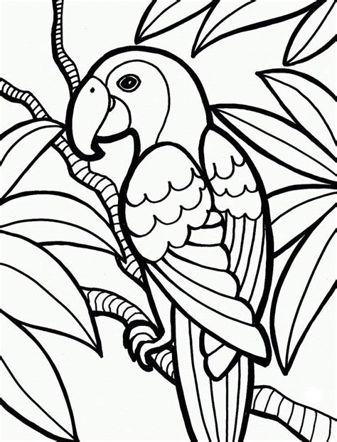 jungle coloring pages  coloring pages  kids bird coloring