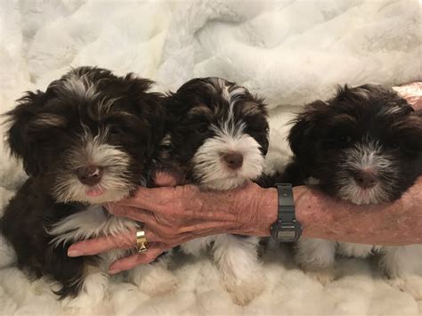 havanese puppies  sale prospect road fl