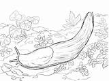 Babosa Banana Slug Babosas Limaces Ausmalbild Printmania sketch template
