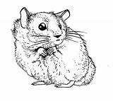 Hamsters Colorier Ancenscp Coloriages sketch template