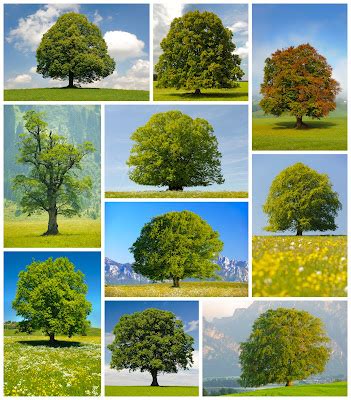 banco de imagenes gratis  fotos de arboles trees   share