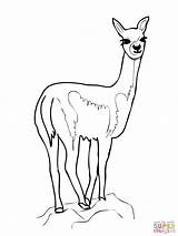 Llama Coloring Vicugna Vicuña Vicuna Pages Vicunas Drawing Pajama Cartoon Color Getdrawings Noted Holiday Realistic sketch template