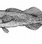 Afbeeldingsresultaten voor "tetragonurus Atlanticus". Grootte: 179 x 89. Bron: www.fishbase.se