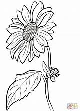 Sunflower Line Drawing Getdrawings Coloring sketch template