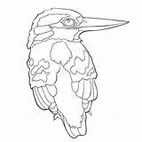 Illustrazione Malese Kingfisher Coloritura Uccello sketch template