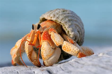 Male Hermit Crabs Evolved Larger Sex Organs To Avoid