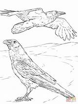 Raven Coloring Pages Drawing Common Crow Printable Outline American Colouring Crows Sheets Color Realistic Supercoloring Bird Line Drawings Creative Book sketch template