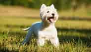 Billedresultat for West Highland White Terrier. størrelse: 184 x 106. Kilde: be.chewy.com
