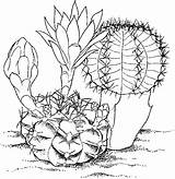 Cactus Coloring Pages Kids Color Printable Print Printables Drawing Colorat Flower Supercoloring Drawings Mihanovichii Gymnocalycium Cliparts Plants Para Paintings Plansa sketch template