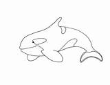 Orca Coloring sketch template