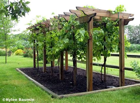 grape vine arbors images  pinterest decks garden ideas  arbors trellis