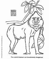 Coloring Baboon Pages Animal African Animals Drawing Wild Kids Africa Mandrill Print Color Honkingdonkey Sheet Getdrawings Drawings Popular Activity Template sketch template