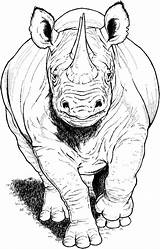 Rhino Coloring Rinoceronte Frente Rhinoceros Dibujos Supercoloring Sketch Disegni Bianco Malvorlagen Dá Utilizar Gemerkt sketch template