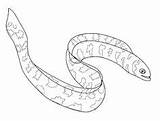 Eel Realistic Getdrawings Viper sketch template