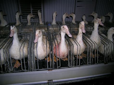 ban foie gras  nyc farm sanctuary