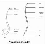 Ascaris Lumbricoides Labeled Tekeningen Spoelworm Fijne Zeer Stockillustratie Roundworm sketch template