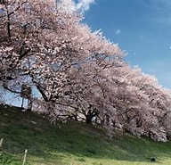 背割りの桜 に対する画像結果.サイズ: 192 x 185。ソース: www.youtube.com