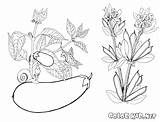 Berenjena Melanzane Frijoles Colorkid Fagioli Coloriage Aubergine Eggplant Ivy Coloriages Stampare Imprimir sketch template