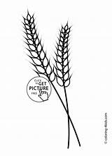 Coloring Wheat Printable Nature Grass Template Rye Templates Farm Stalk Ear 1483 Clip 4kids Fall Ears Clipart Choose 45kb sketch template