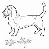 Hound Basset Coloring Pages Dog Drawing Bassett Click Designlooter Color Getdrawings Categories Supercoloring sketch template