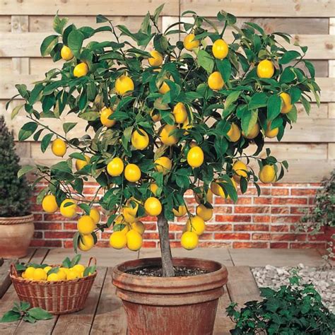 indoor fruit trees fruits  grow indoors year