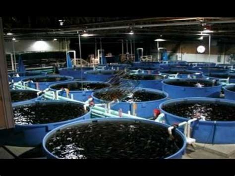 start catfish farmcatfish farming  nigeria