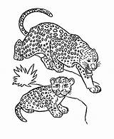 Leopard Baby Mother Coloring Pages Getcolorings Printable sketch template
