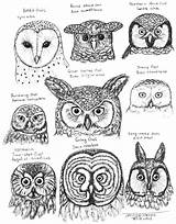 Owl Drawings Drawing Owls Coloring Bird Crafts Eared Short Animal Birds Facts Diagram Pet Always Beautiful Wise Ton References Fuck sketch template
