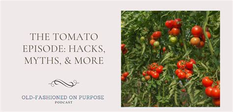 tomato episode hacks myths   prairie homestead